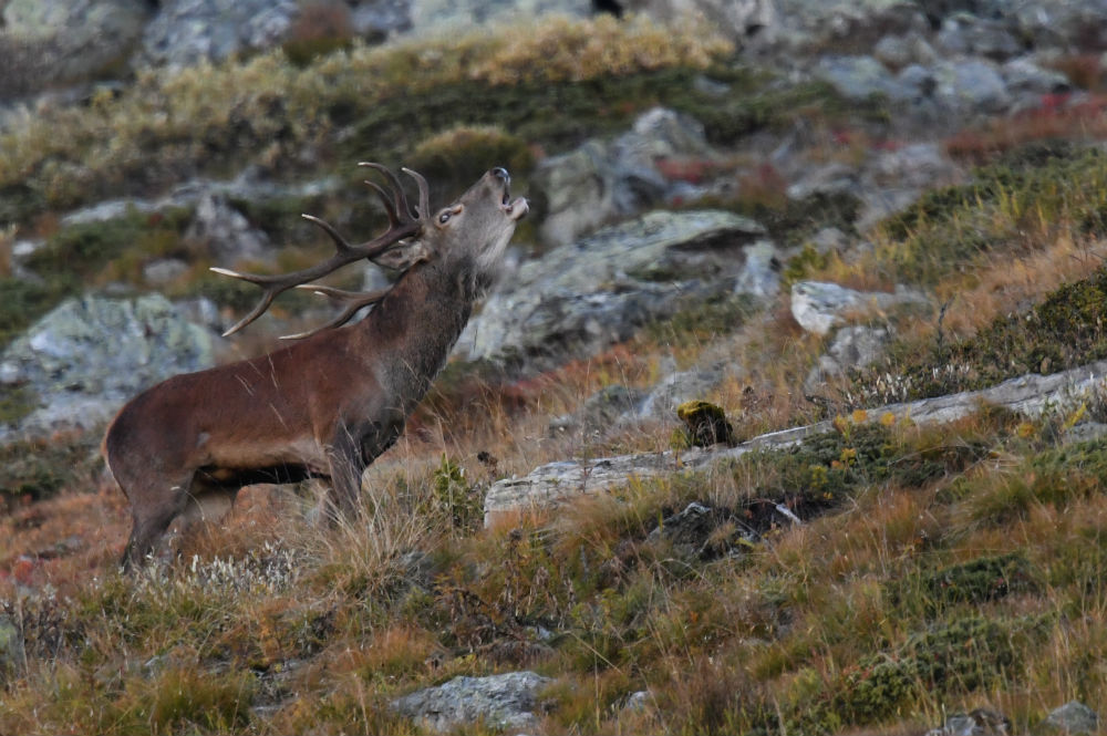 Brame Du Cerf Dans Les Pyrénées